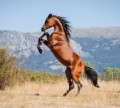 Kazakh IPO Grants Patent to Adai Horse Breeders